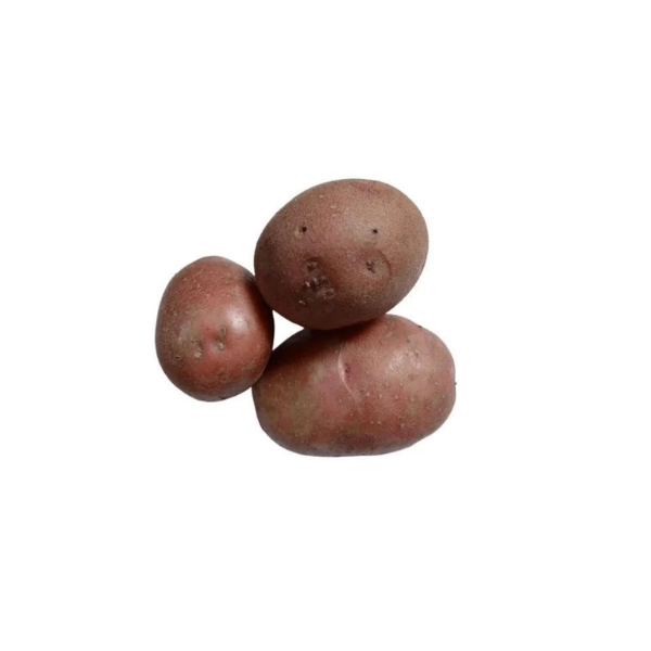 Potato Red